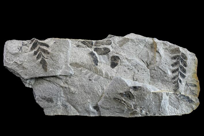 Pennsylvanian Fossil Fern (Neuropteris) Plate - Kentucky #154674